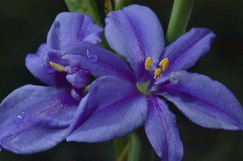 Purple Flower with Yellow Stamen — Calm