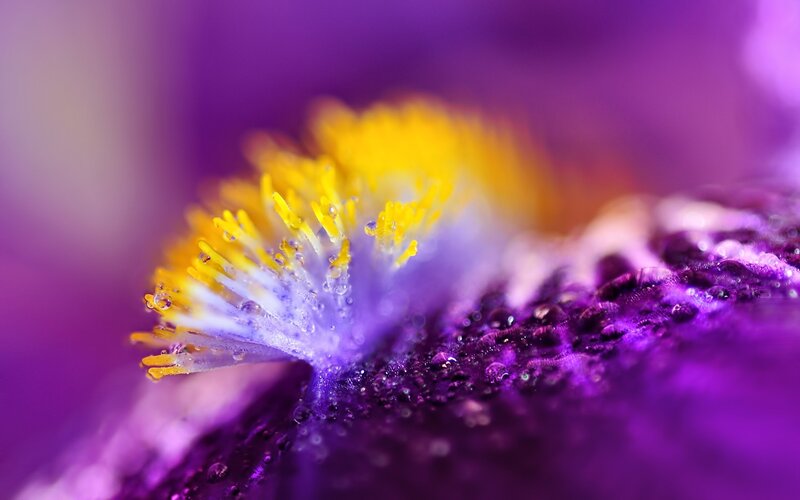 Purple Flower with Yellow Stamen — Close-up