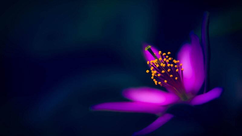 Purple Flower with Yellow Stamen — Dramatic, Night