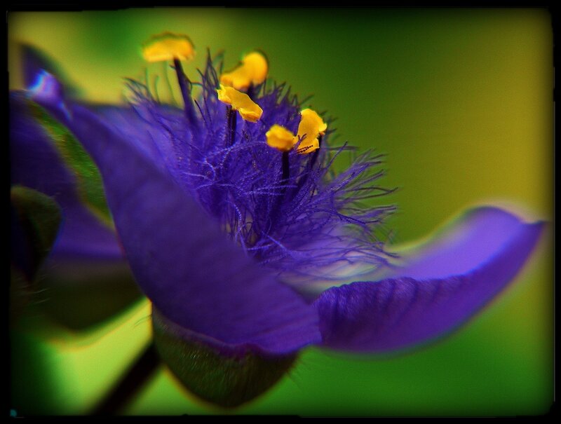Purple Flower with Yellow Stamen — Vibrant