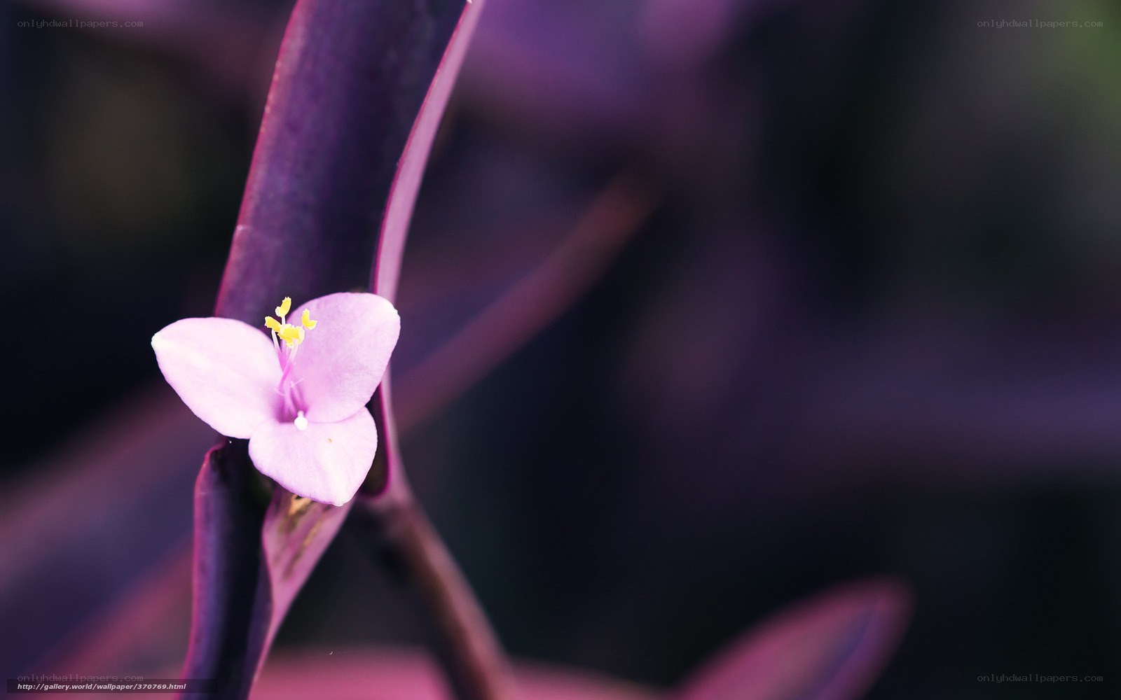 Purple flower with yellow stamen
