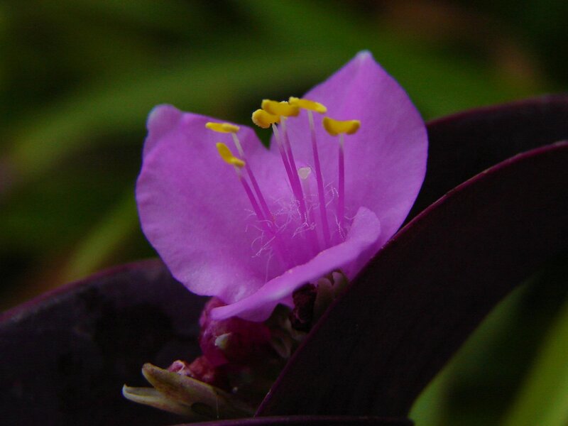 Purple Flower with Yellow Stamens — Calm