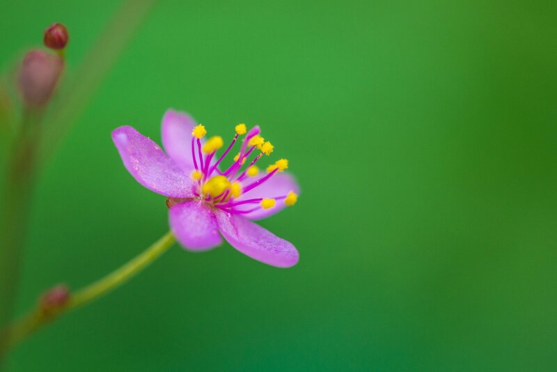 Purple Flower with Yellow Stamens — Green, Serene