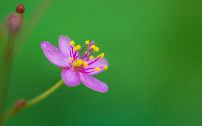 Purple Flower with Yellow Stamens — Green