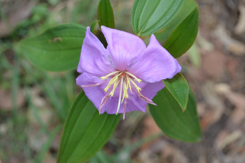 Purple Flower with Yellow Stamens — Natural, Photograph