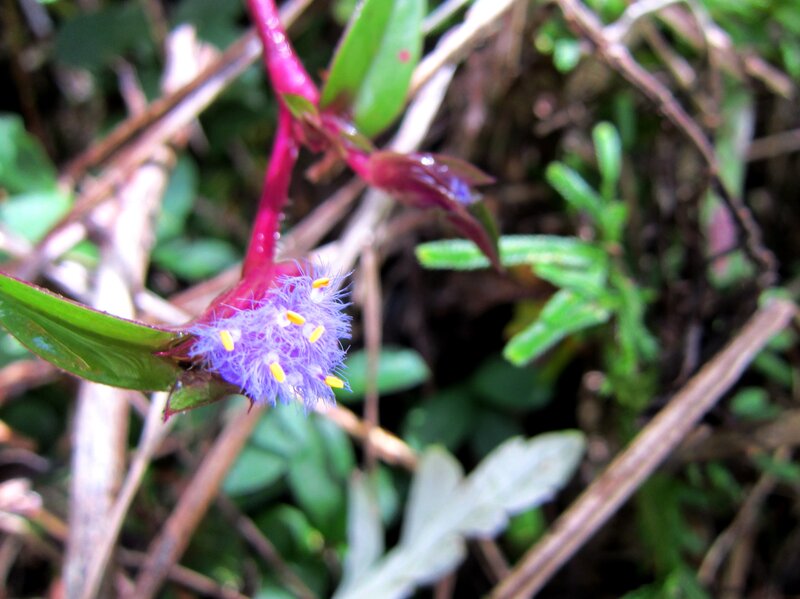 Purple Flower with Yellow Stamens — Natural