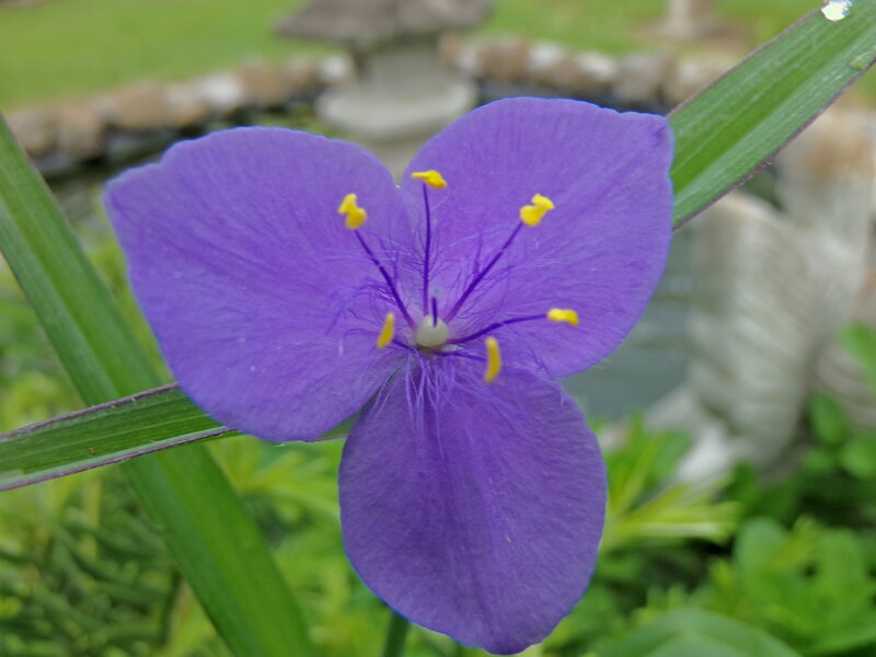 Purple Flower with Yellow Stamens — Serene