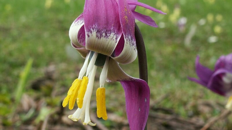 purple flower with yellow stamens