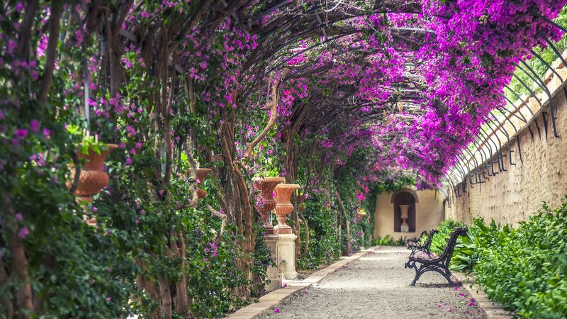 Purple-flowered Arbor