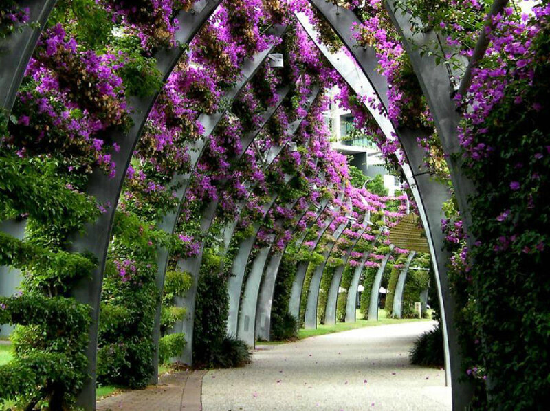 Purple-flowered Archway