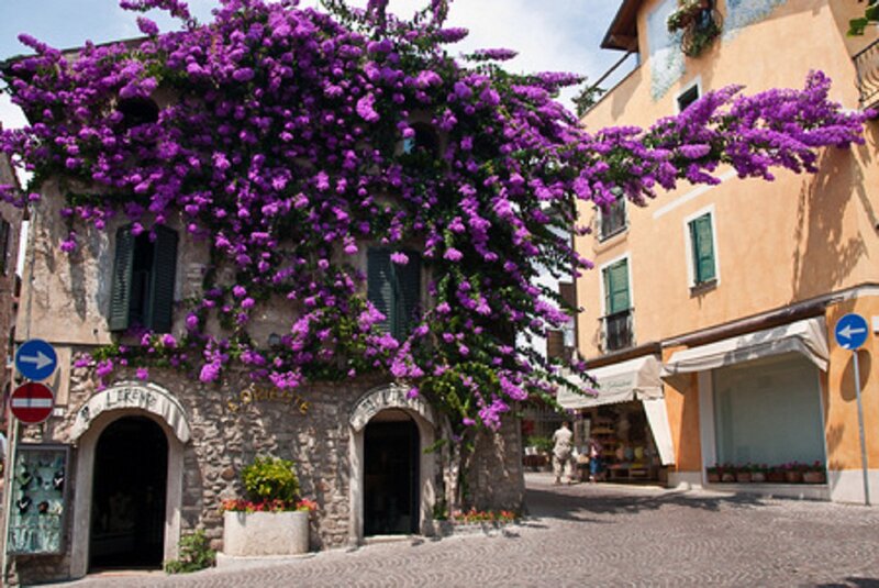 Purple-flowered Building