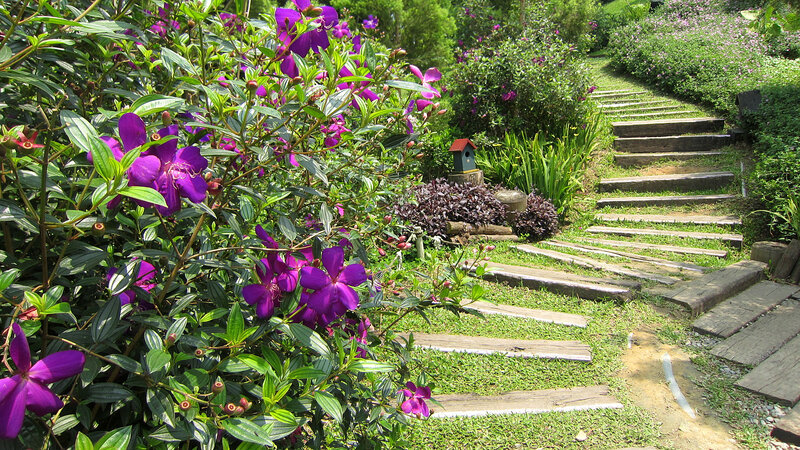 Purple-flowered Bush