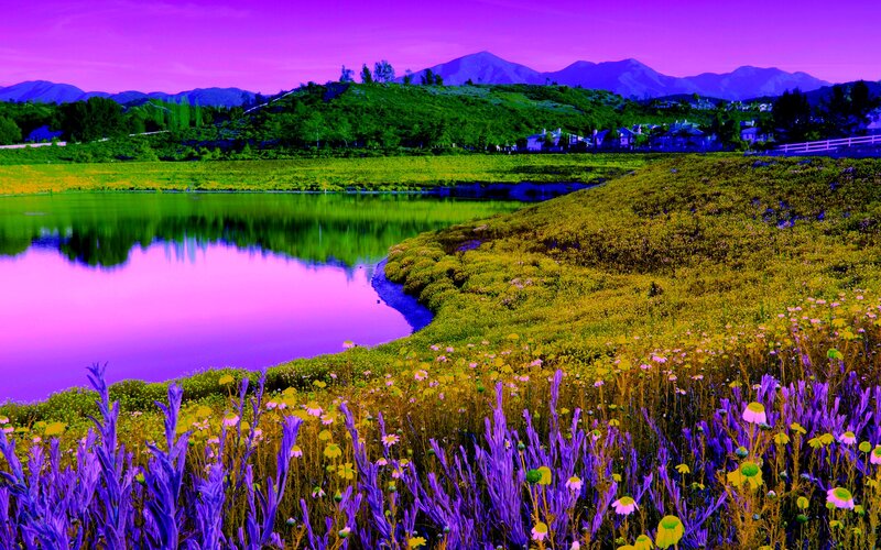Purple-flowered Field by Lake