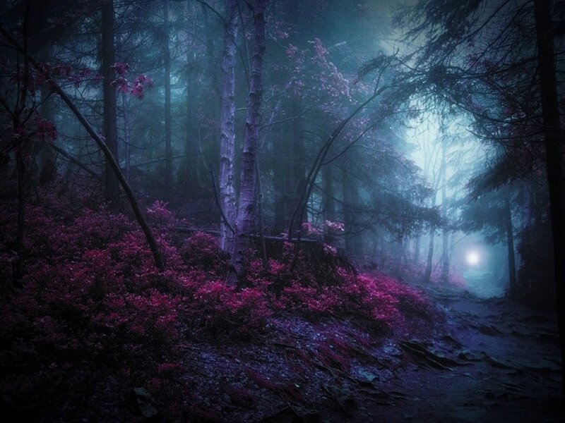 Purple-flowered Forest