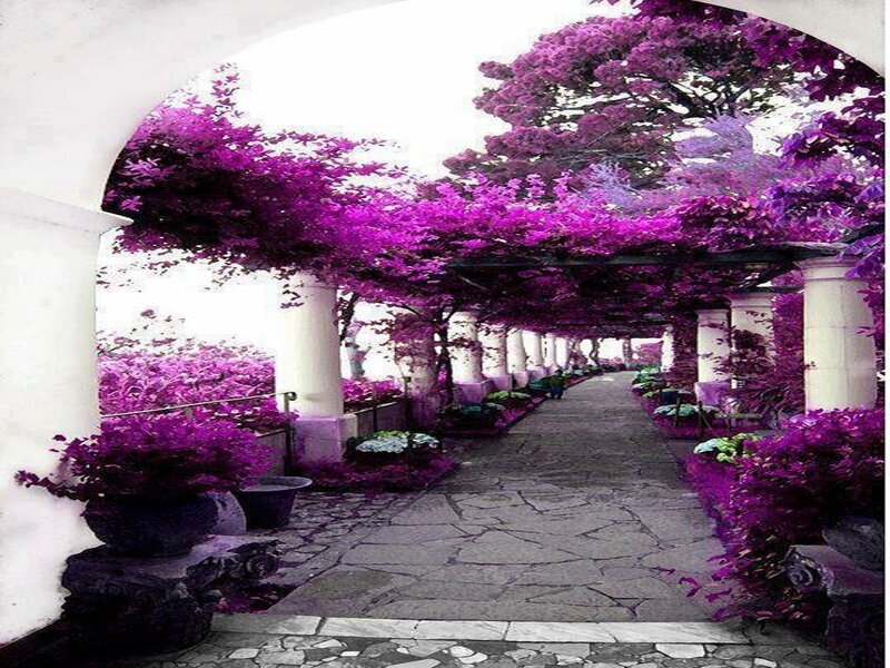 Purple-flowered Garden Path
