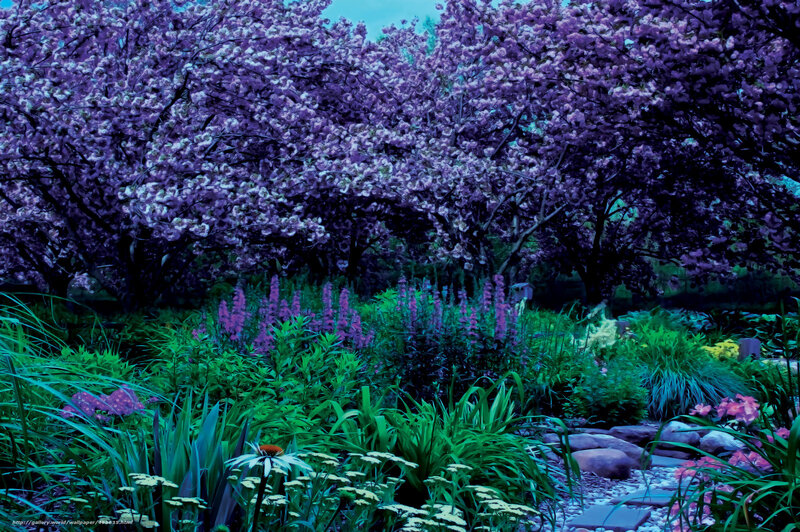 Purple-flowered garden scene