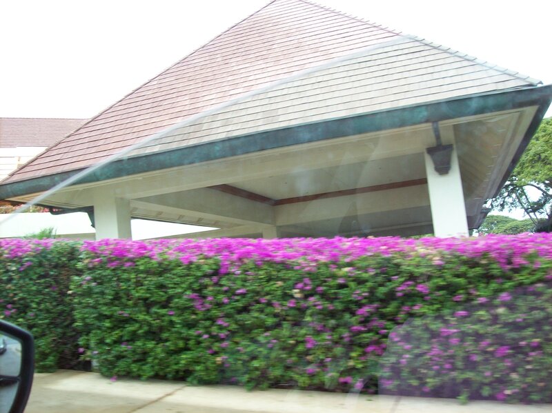 Purple-flowered Hedge