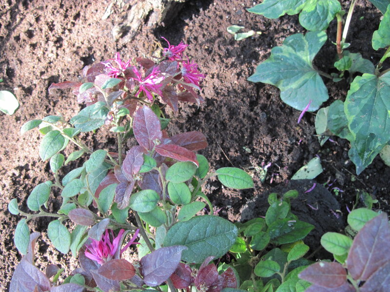 Purple-flowered Plant — Brown