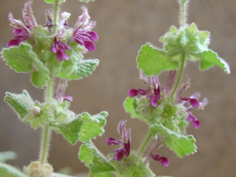 Purple-flowered Plant — Green, Calm