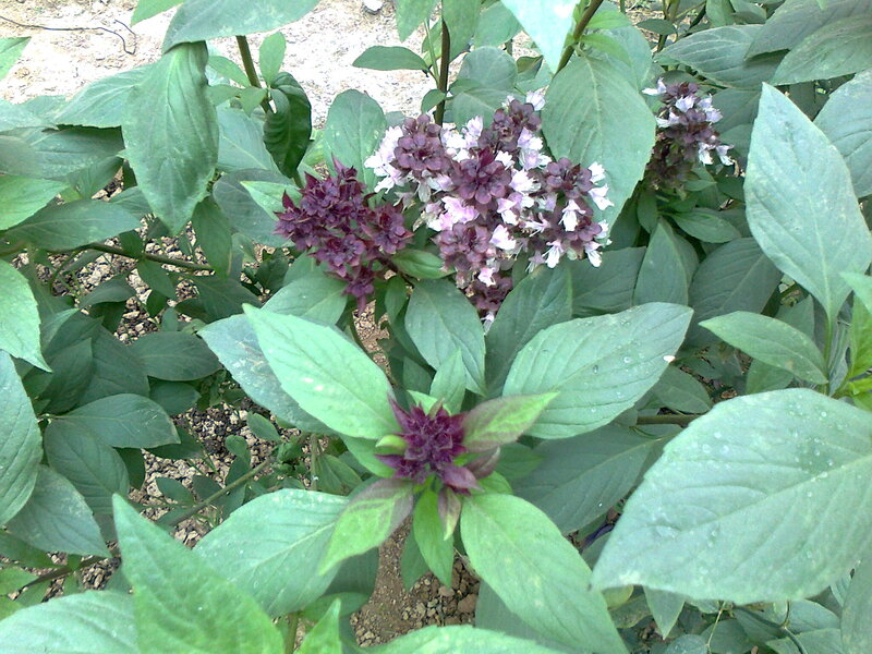 Purple-flowered Plant — Green, Natural