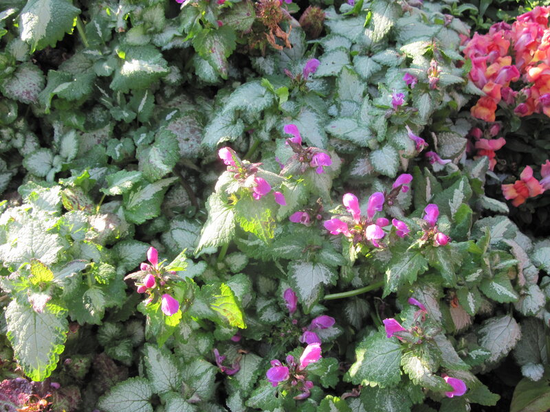 Purple-flowered Plant — Green