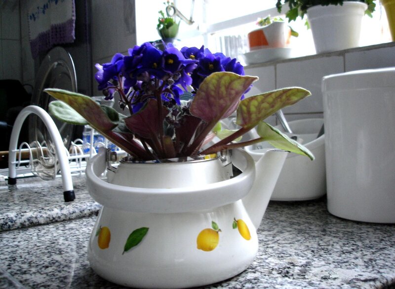 Purple-flowered Plant in Teapot