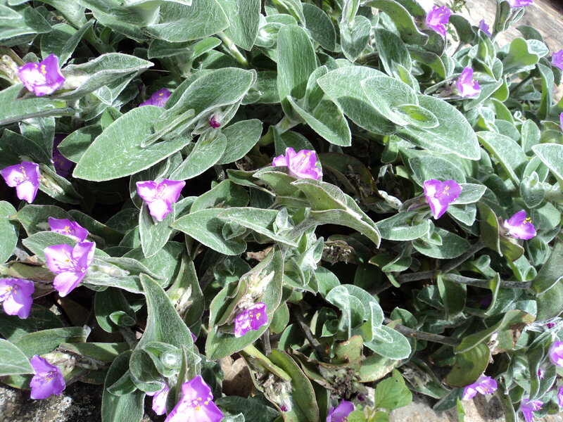 Purple-flowered Plant