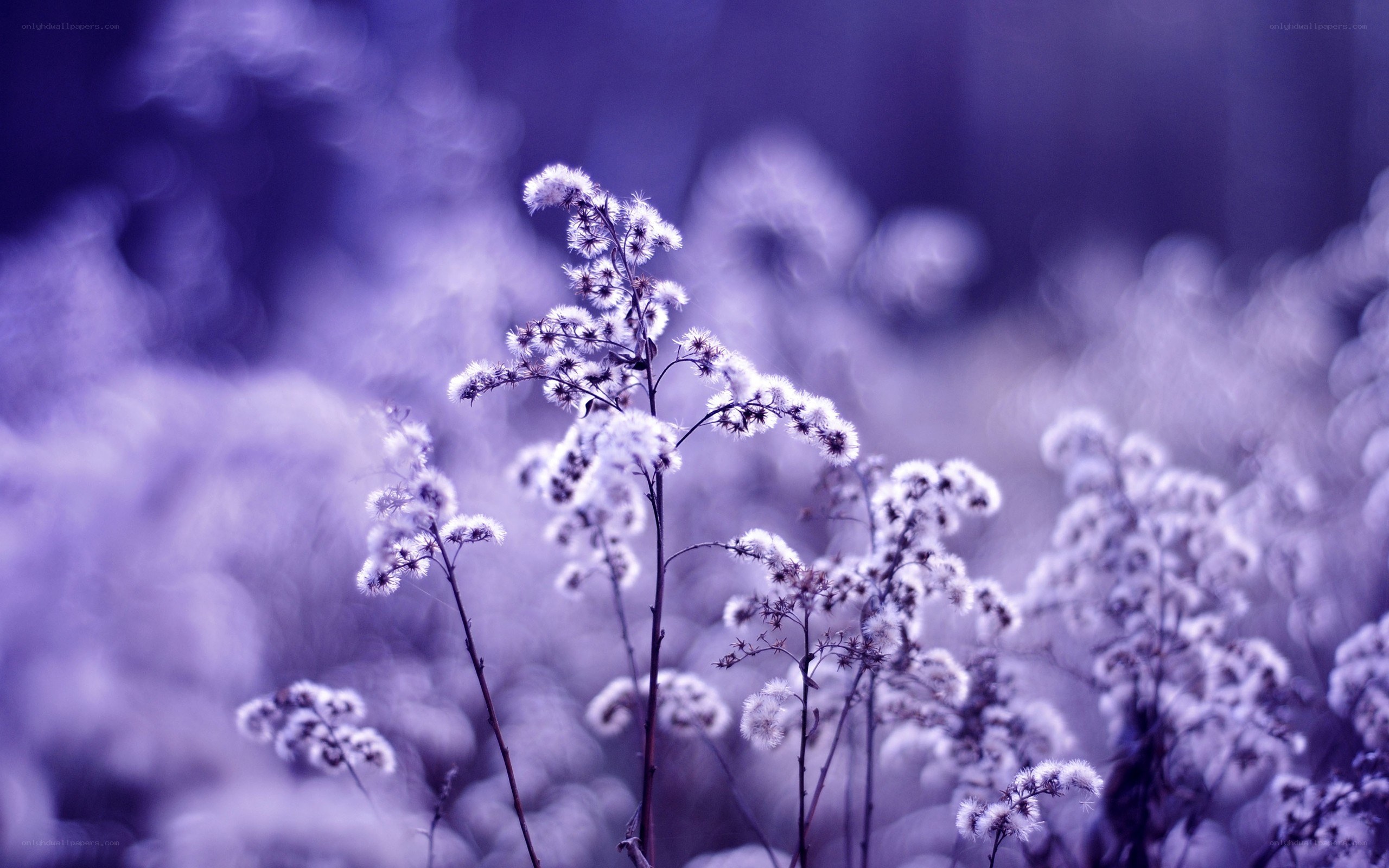 Purple-flowered plants in soft focus