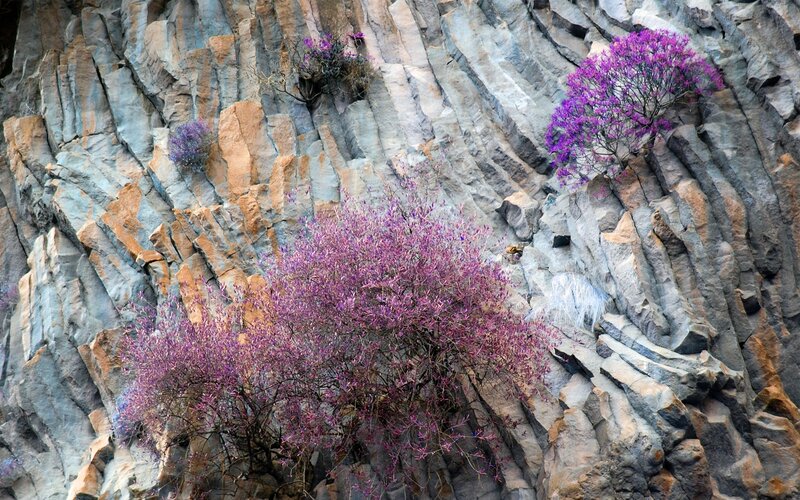 Purple-flowered Shrubs
