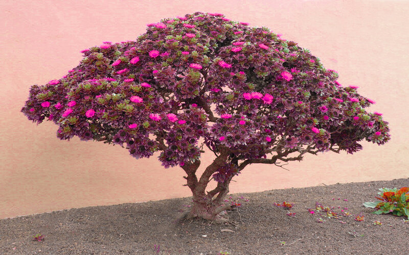 Purple-flowered Succulent Tree