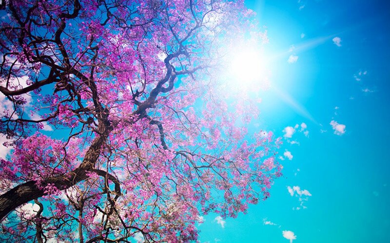 Purple-flowered Tree — Blue, Serene, Afternoon, Photograph