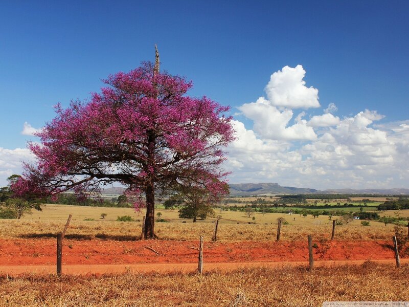 Purple-flowered Tree — Blue, Serene, Afternoon