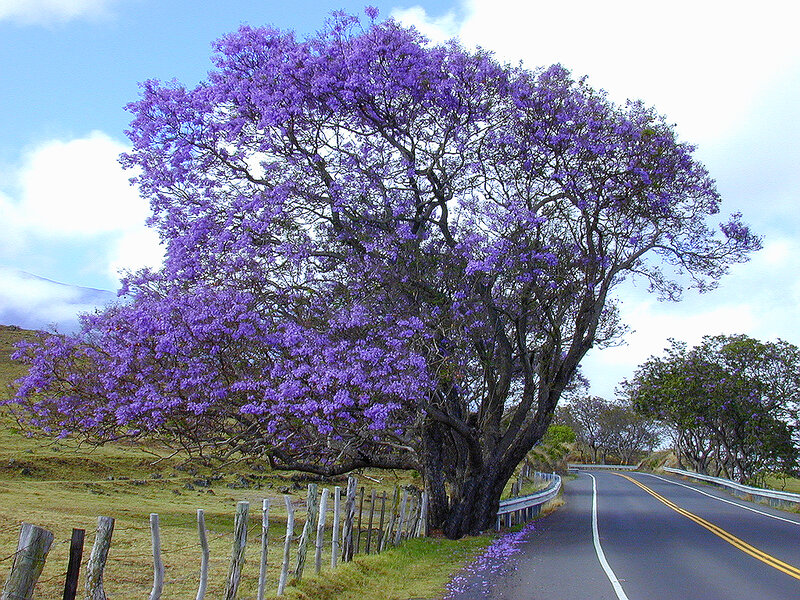 Purple-flowered tree by roadside