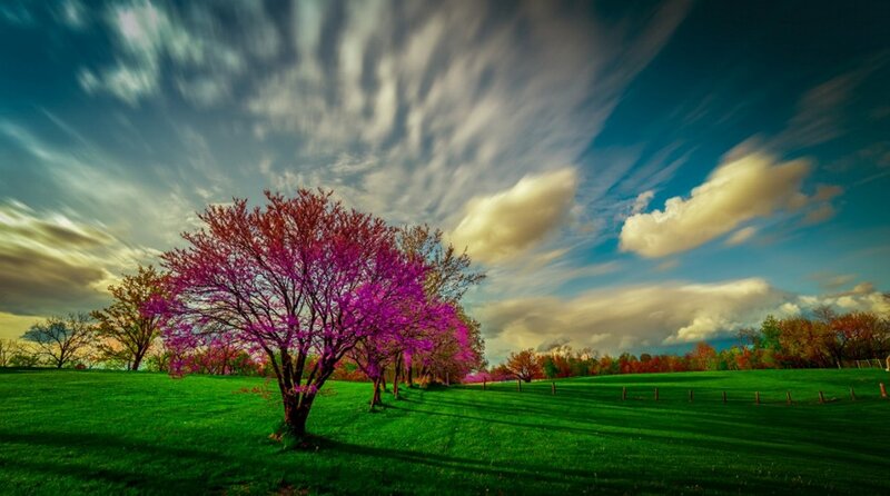 Purple-flowered Tree — Green, Dramatic