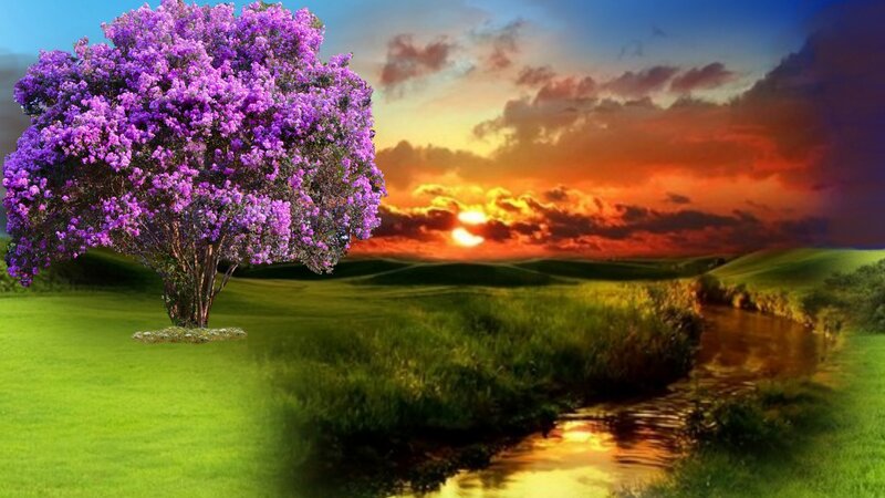 Purple-flowered Tree — Green, Serene, Sunset