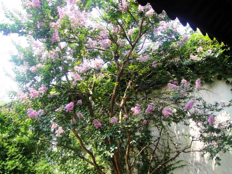 Purple-flowered Tree — Green