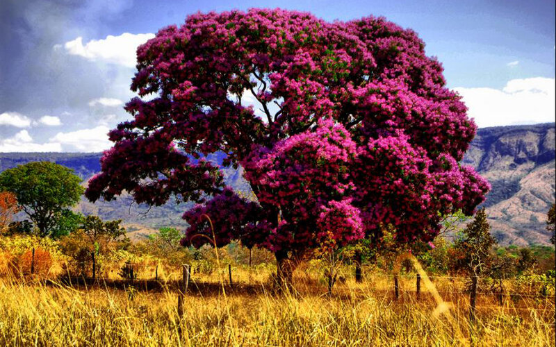 Purple-flowered tree in field