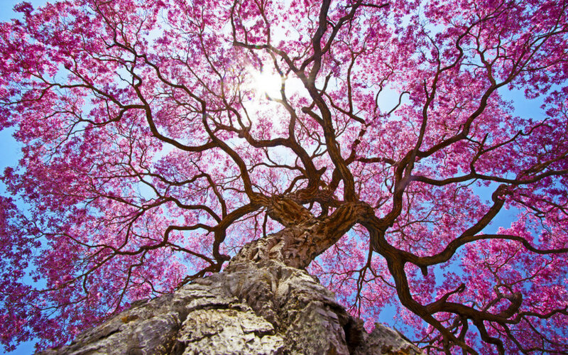Purple-flowered Tree — Pink, Serene, Afternoon, Photograph