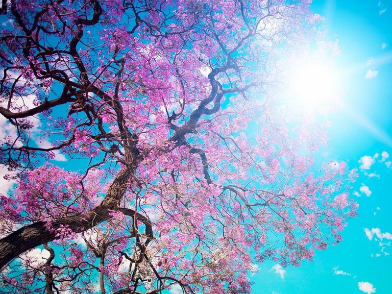 Purple-flowered Tree — Pink, Serene, Afternoon
