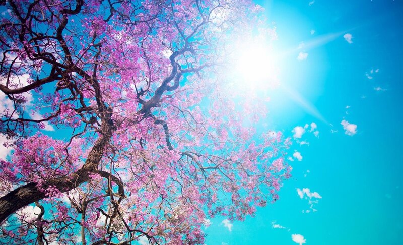 Purple-flowered Tree — Pink, Serene