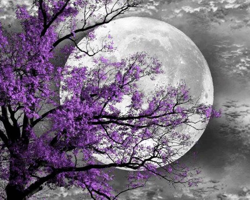 Purple-flowered Tree — Purple, Dramatic, Night