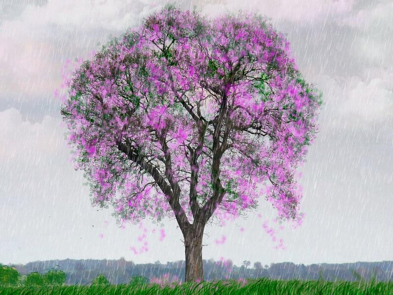 Purple-flowered Tree — Purple, Dramatic, Spring
