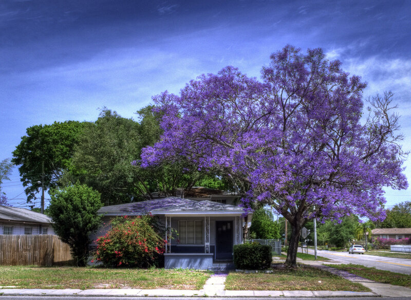 Purple-flowered Tree — Purple, Dramatic
