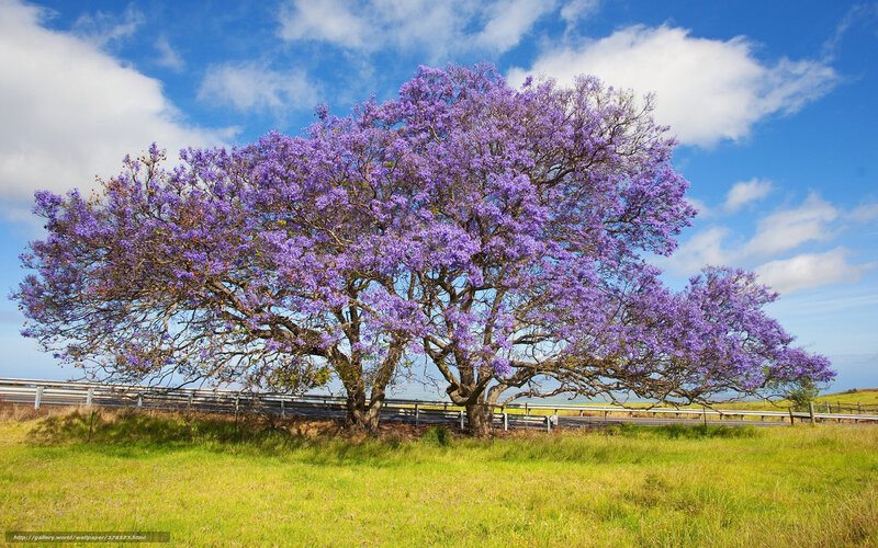 Purple-flowered Tree — Purple, Serene, Afternoon, Photograph, Field, Road, Sky