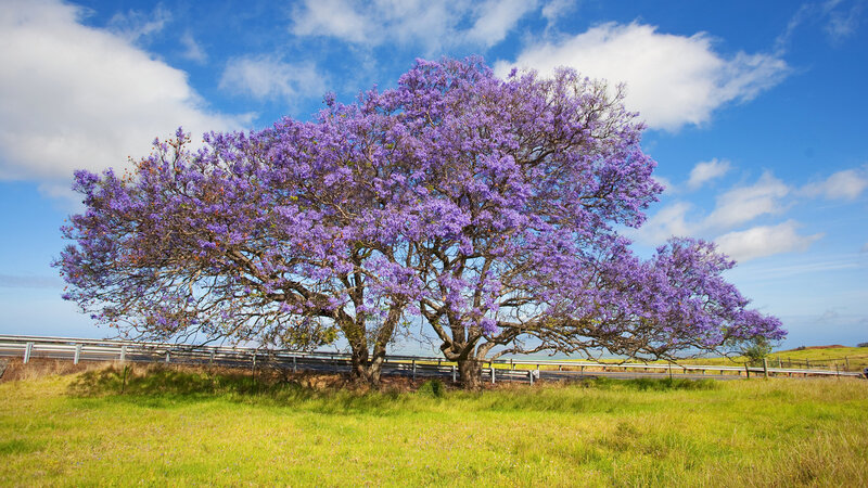 Purple-flowered Tree — Purple, Serene, Afternoon, Photograph, Field, Road