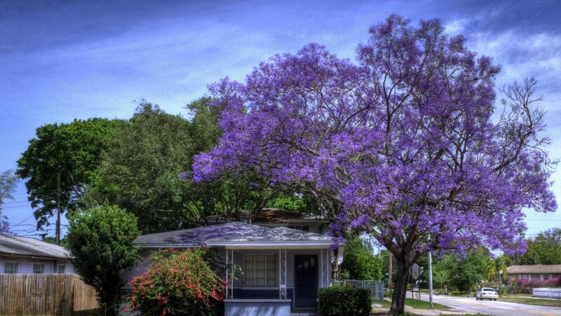 Purple-flowered Tree — Purple, Serene, Afternoon, Photograph, House, Car