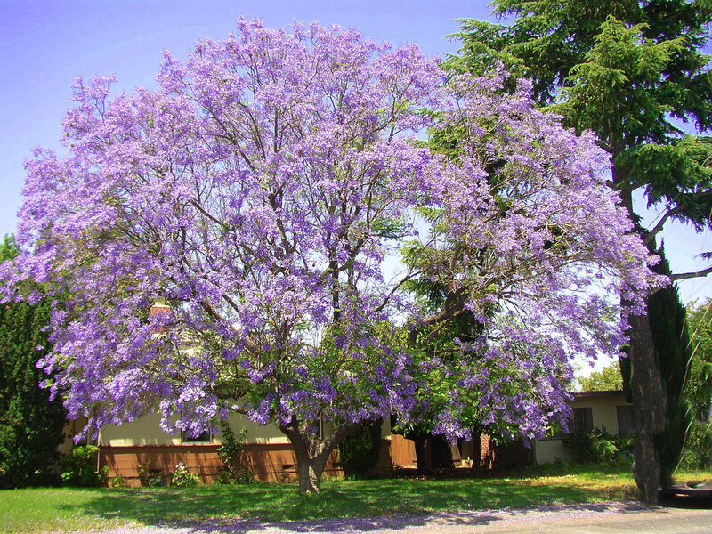 Purple-flowered Tree — Purple, Serene, Afternoon, Photograph, House