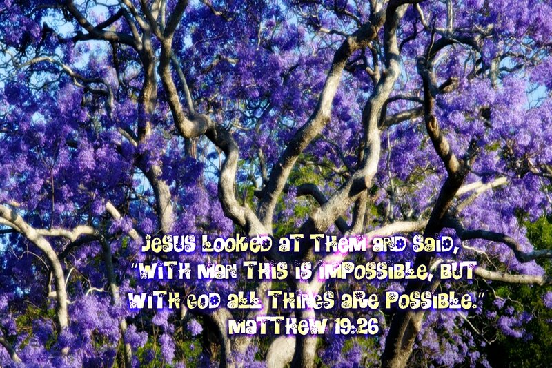 Purple-flowered Tree — Purple, Serene, Afternoon, Photograph, Text