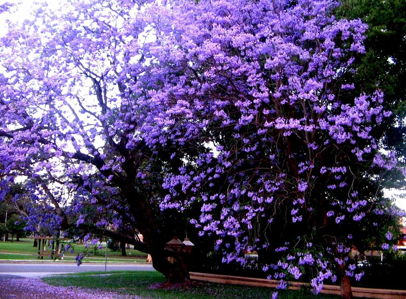 Purple-flowered Tree — Purple, Serene, Afternoon, Photograph