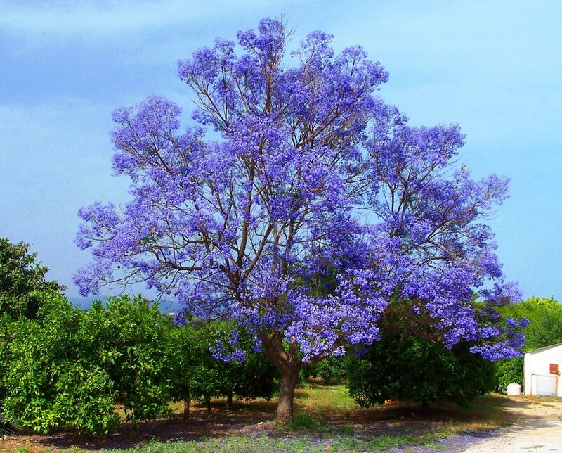 Purple-flowered Tree — Purple, Serene, Afternoon